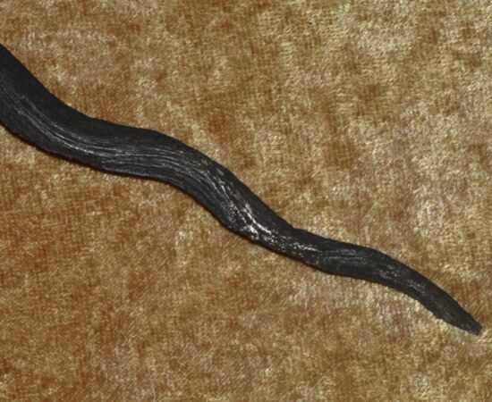 ﻿Javanese Keris (Kris) with Finely Carved Ivory Hilt - Image 10