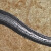 ﻿Javanese (kris) with beautiful meteor iron blade, probably 19th C - Image 10