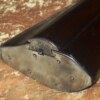 ﻿Rare Documented Dutch Wheellock Sporting Gun, ca. 1630 - Image 12
